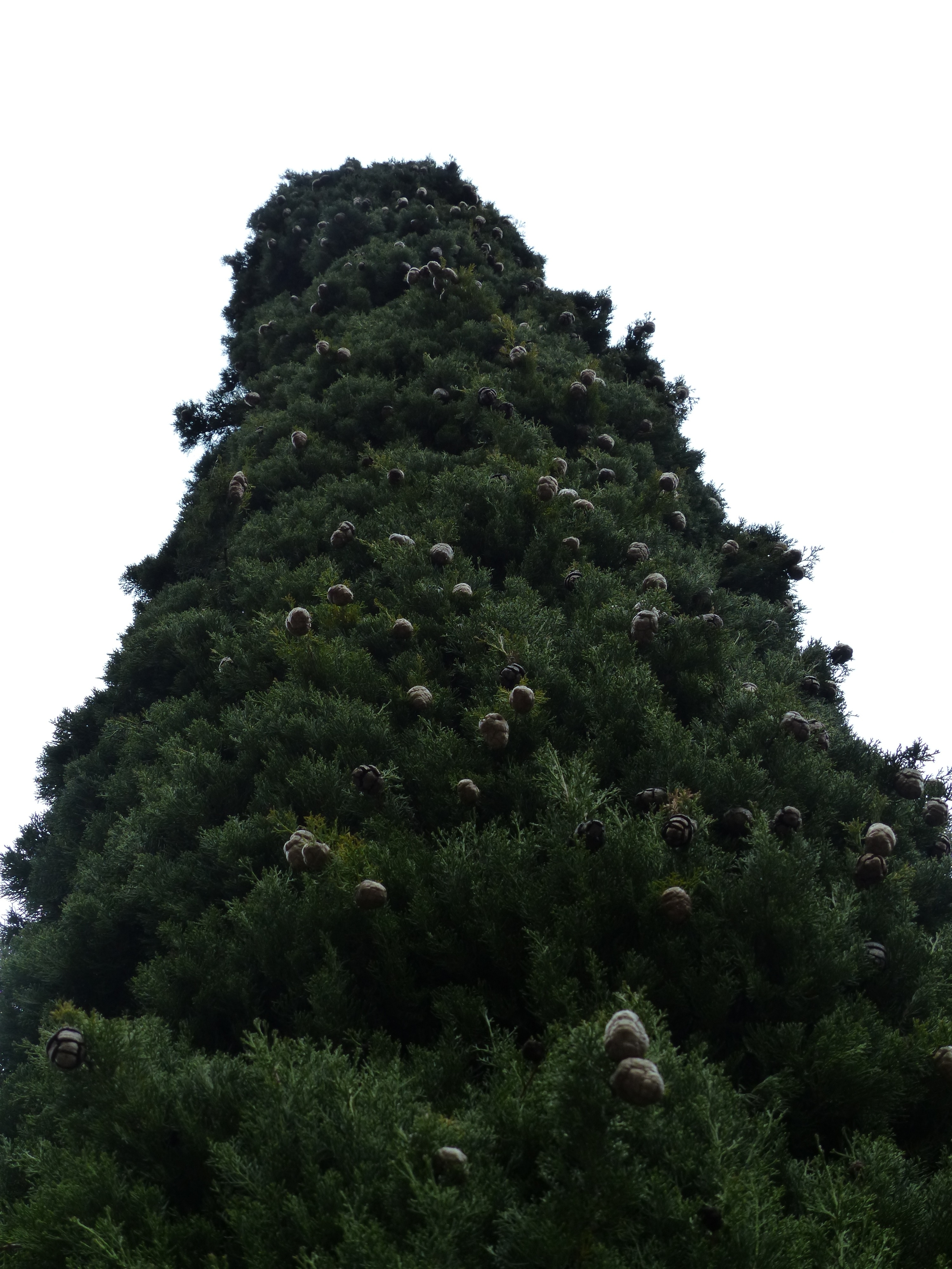 green pine tree with brown sefruit