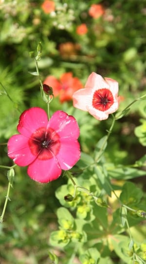 2 pink and white flowers thumbnail