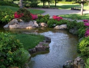 pond and green plants thumbnail