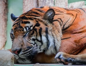 close up photo of bengal tiger thumbnail