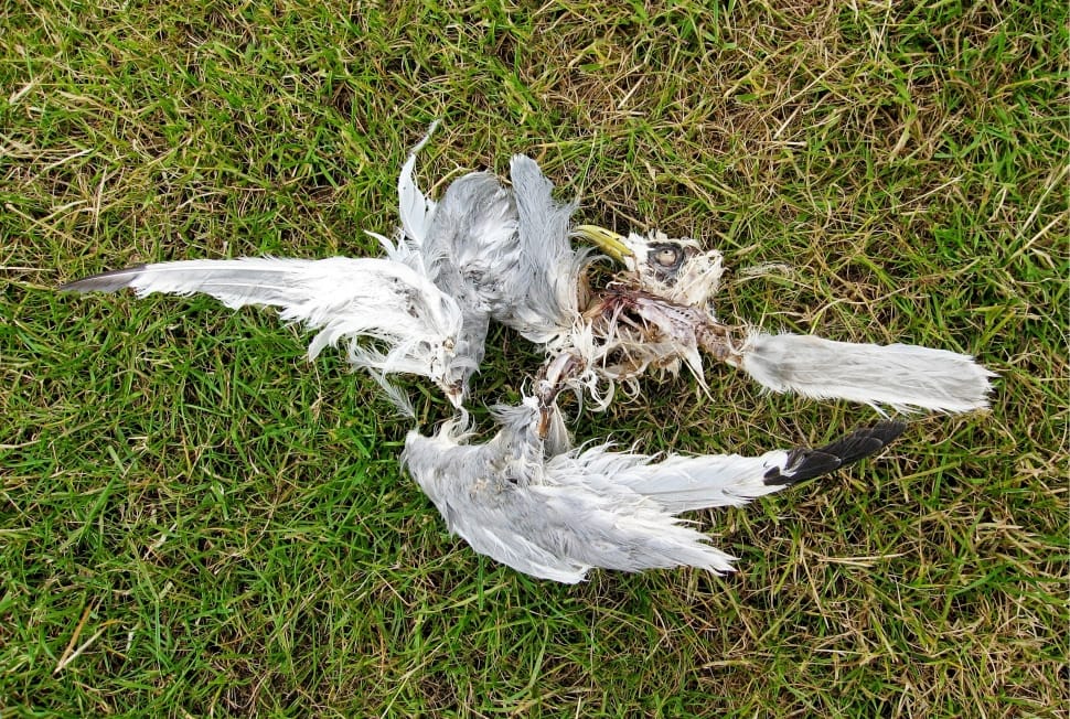 grey bird carcass preview