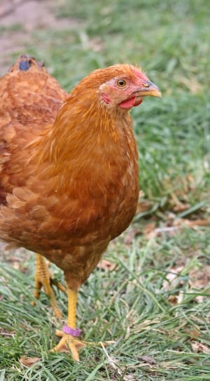 free range hen on green grass thumbnail