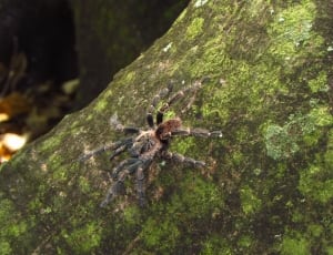 black and brown tarantula thumbnail