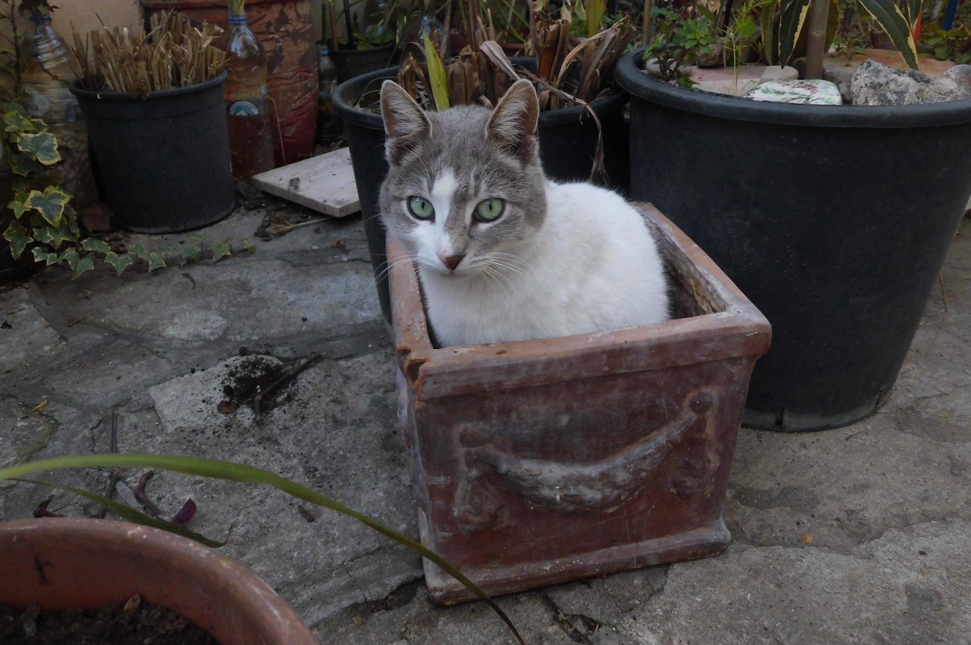 white and gray short fur cat