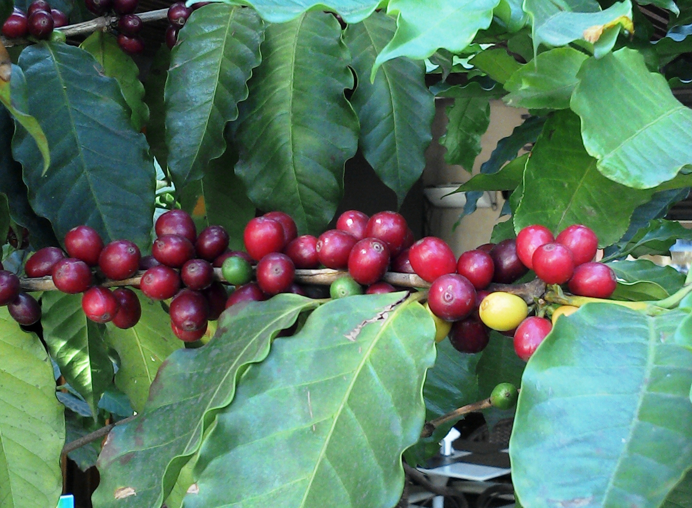 red coffees