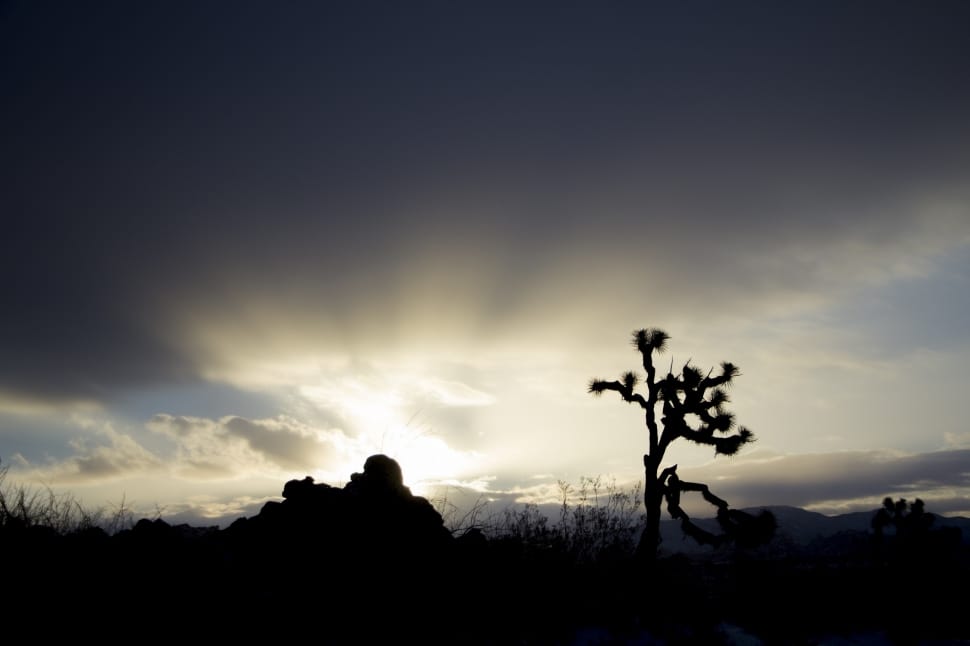 silhouette of tree preview