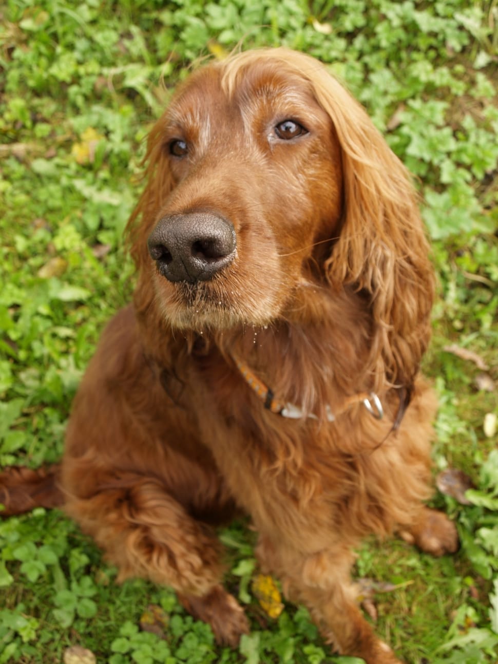 red irish setter preview