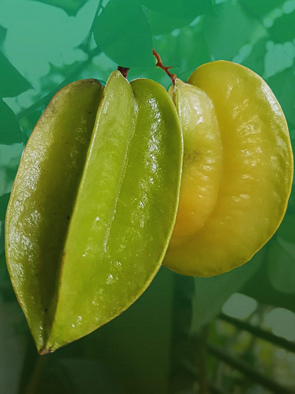 star apple fruit preview