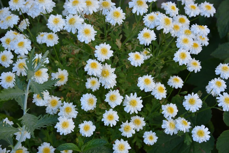 yellow and white daisies preview