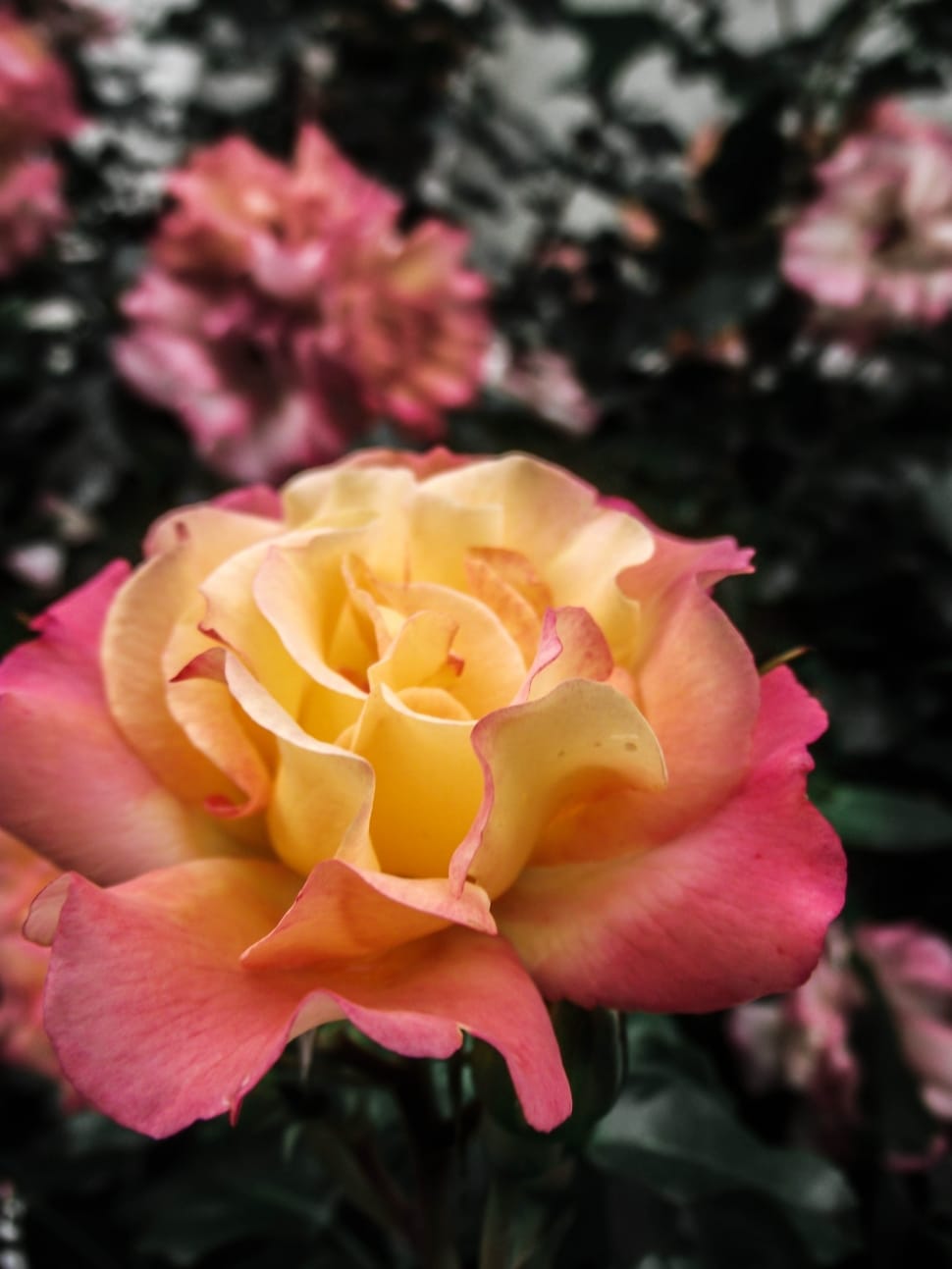pink and yellow rose preview