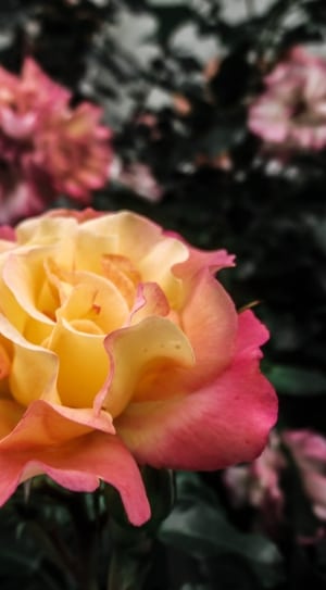 pink and yellow rose thumbnail
