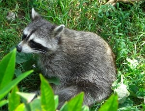 grey raccoon on green grass field thumbnail
