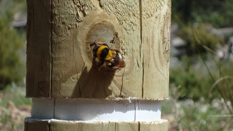 yellow and black bee on wooden post preview