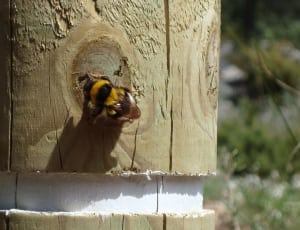 yellow and black bee on wooden post thumbnail