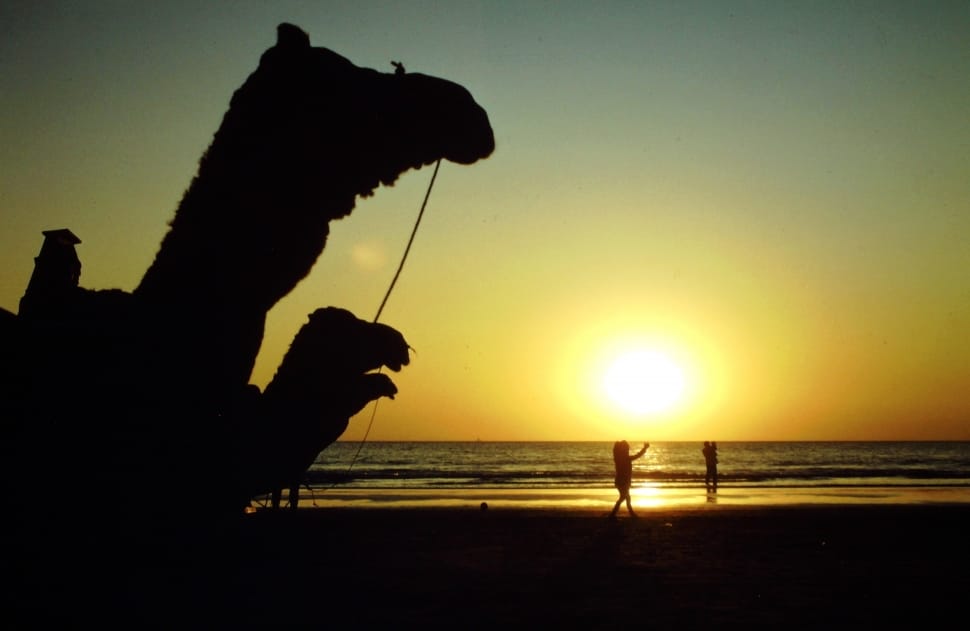 silhouette of camel preview