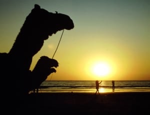 silhouette of camel thumbnail