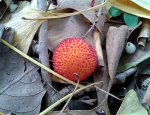 brown and red round fruit thumbnail