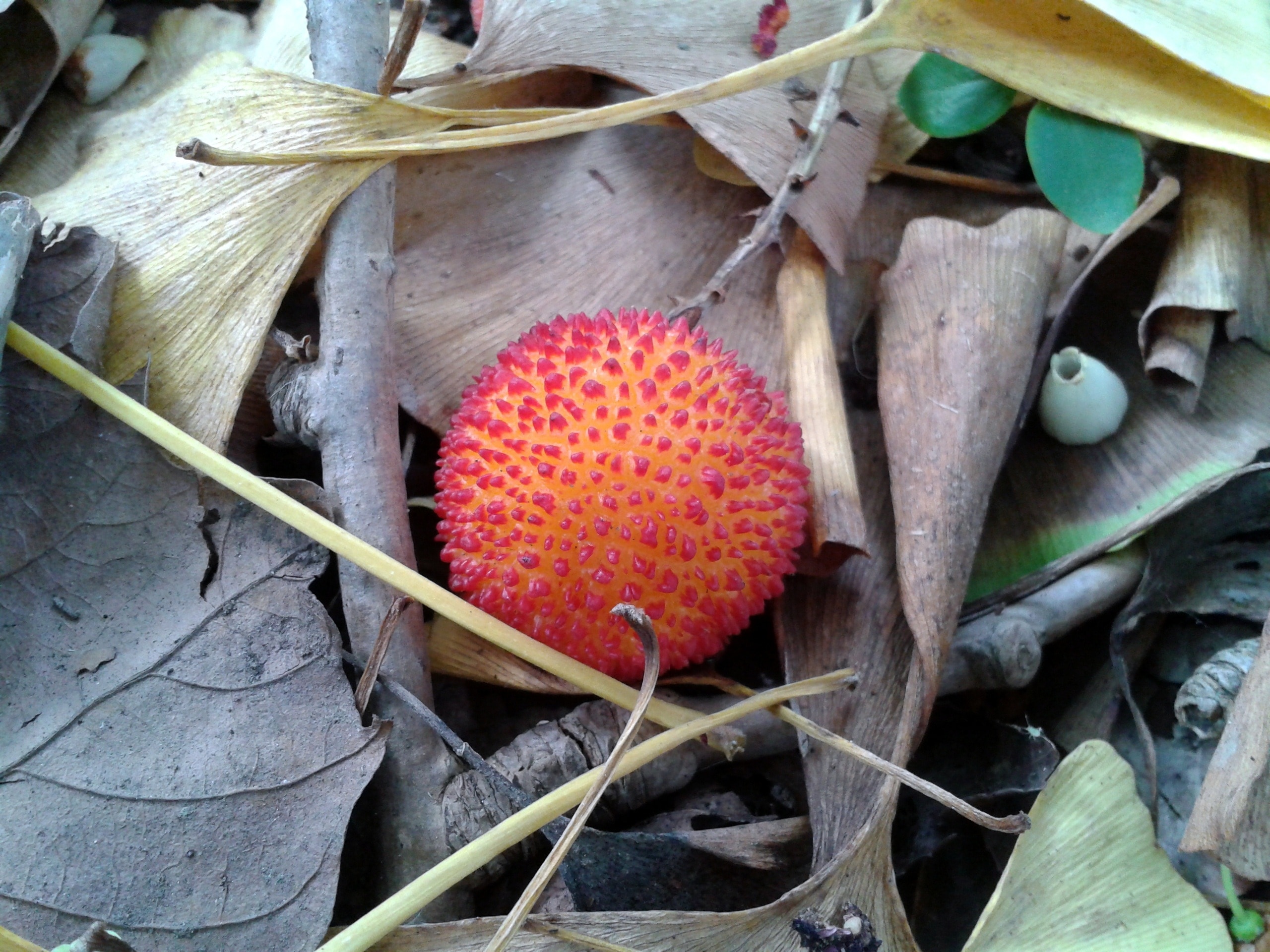 brown and red round fruit