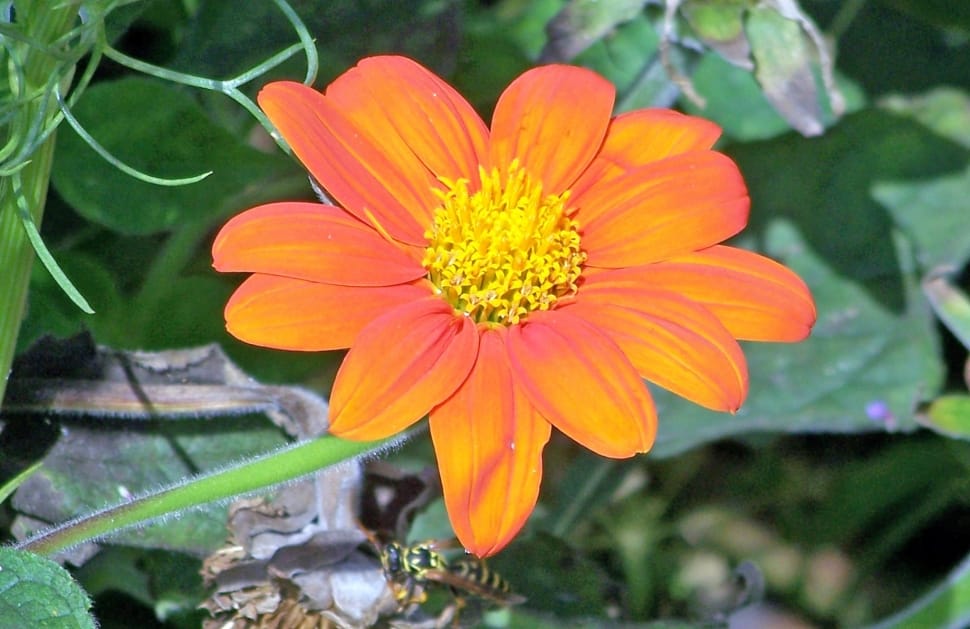orange petal flower preview