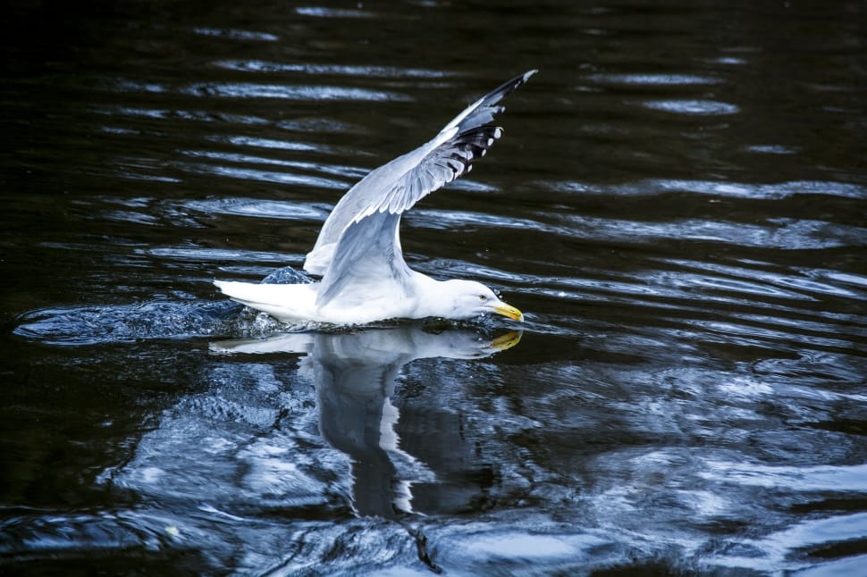 photography white seagull on water during daytime preview
