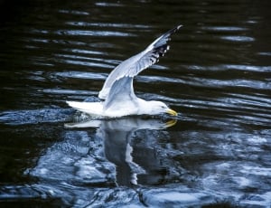 photography white seagull on water during daytime thumbnail