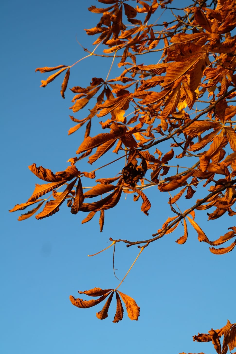 brown leafed tree preview