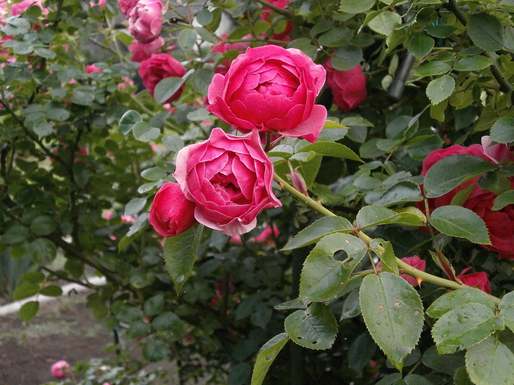 red rose flowr