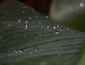 raindrops on green leaf plant thumbnail