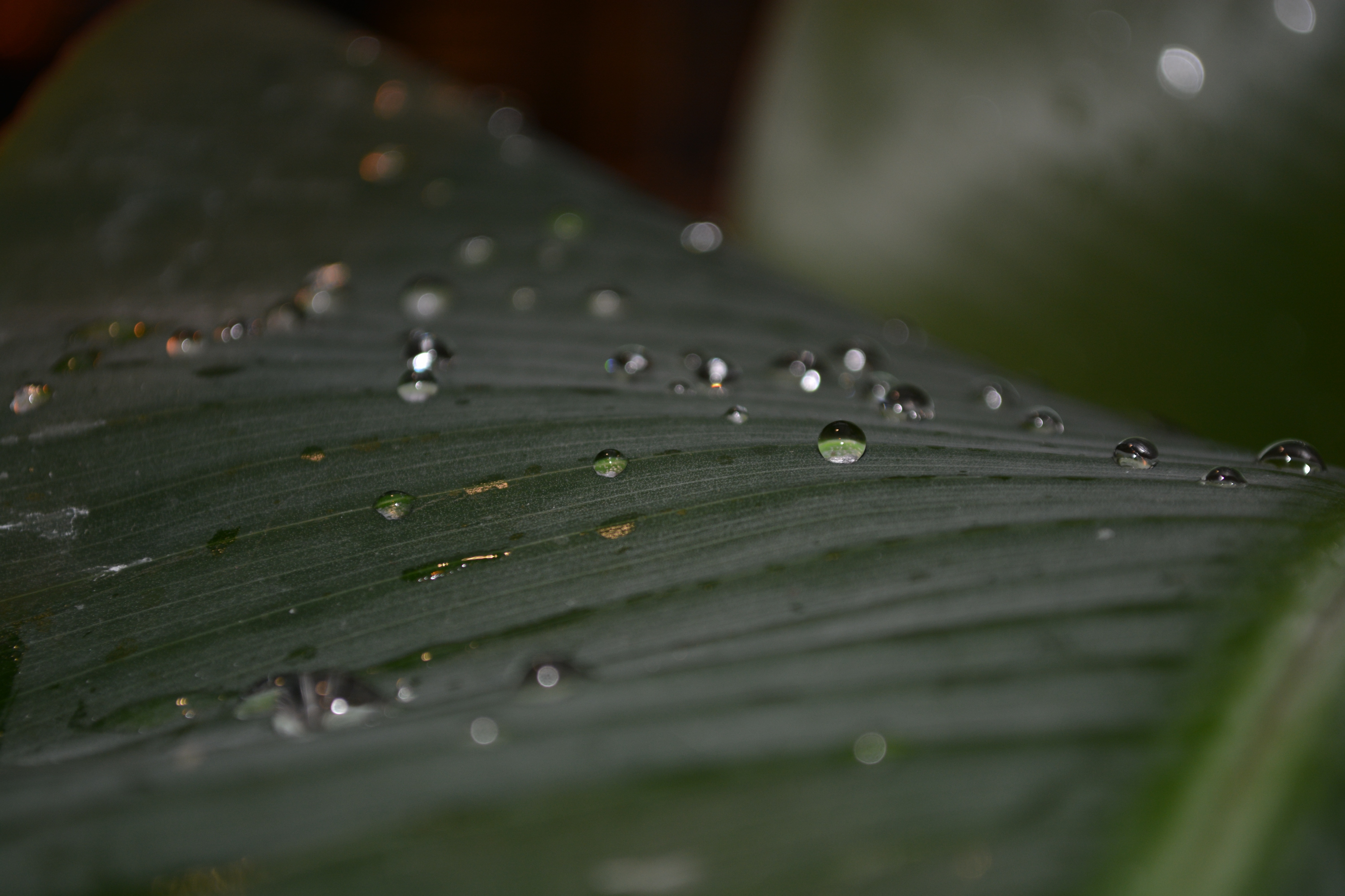 raindrops on green leaf plant