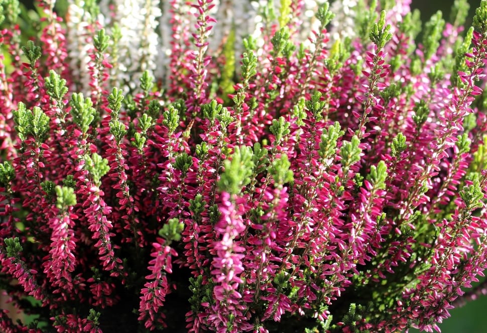 pink salvia flowers preview