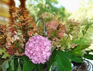 pink, green and brown flowers thumbnail