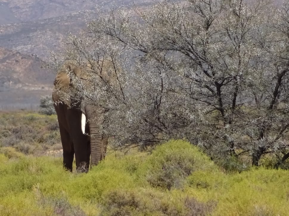 elephant beside a tree during daytime preview