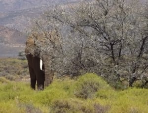 elephant beside a tree during daytime thumbnail