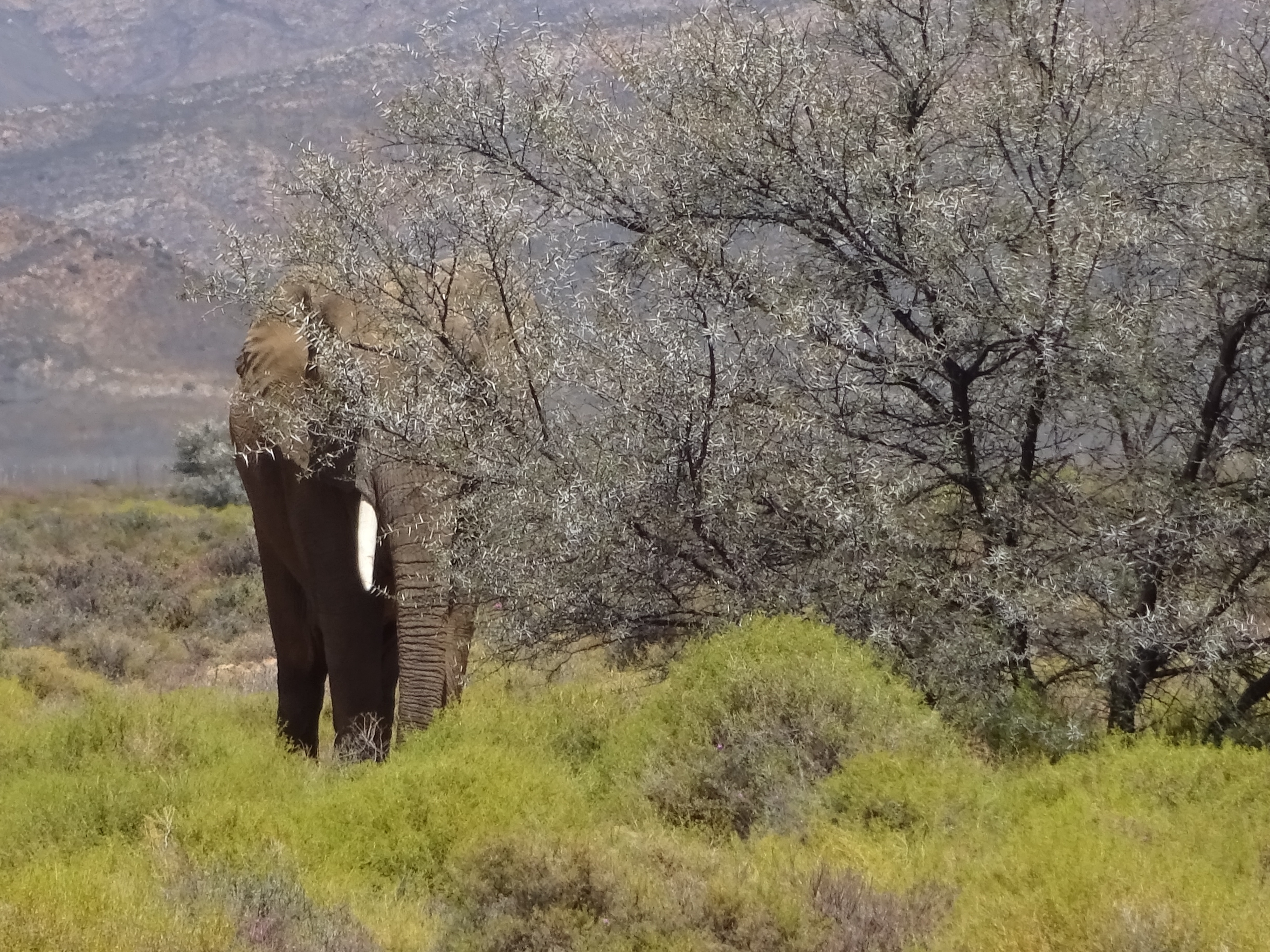 elephant beside a tree during daytime