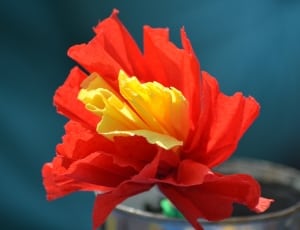 red and yellow petal flower thumbnail