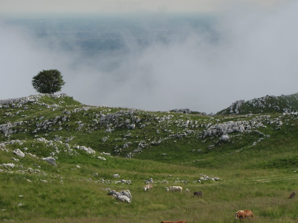 white animals on green grass field during daytime preview