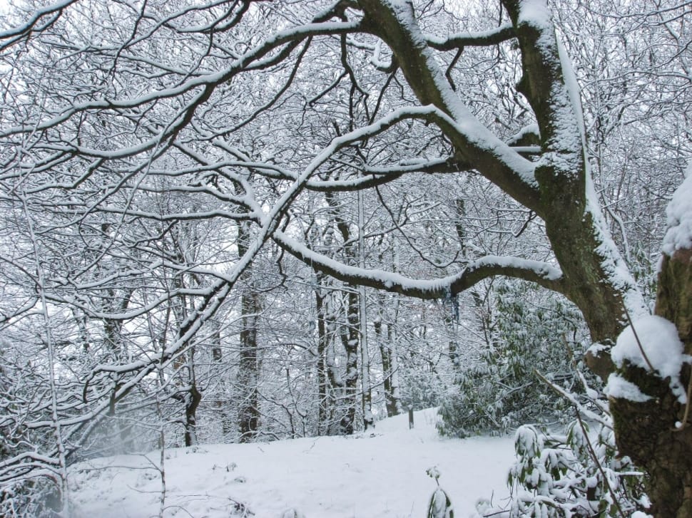 brown tree covered by snow preview
