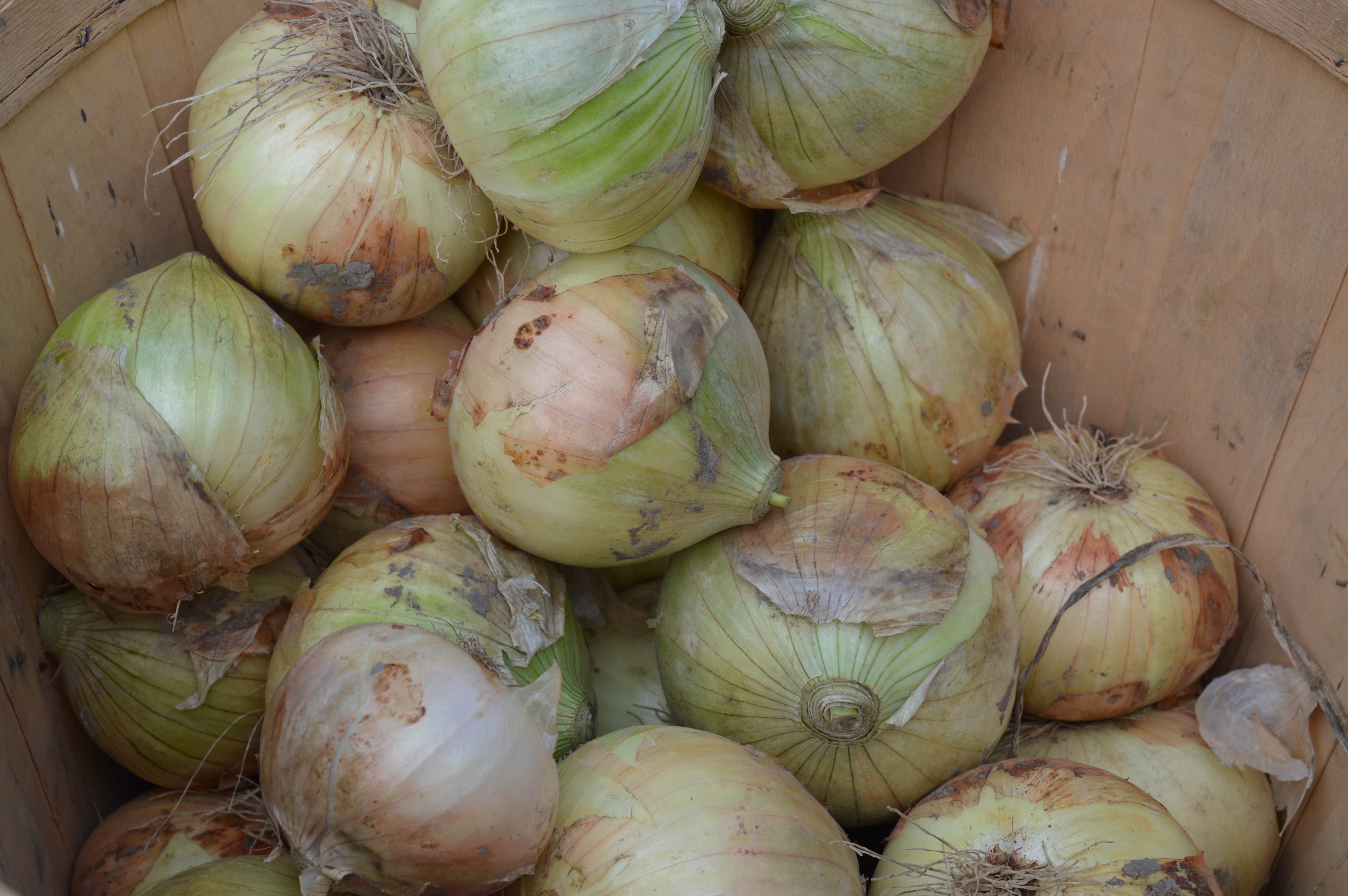 onion lot