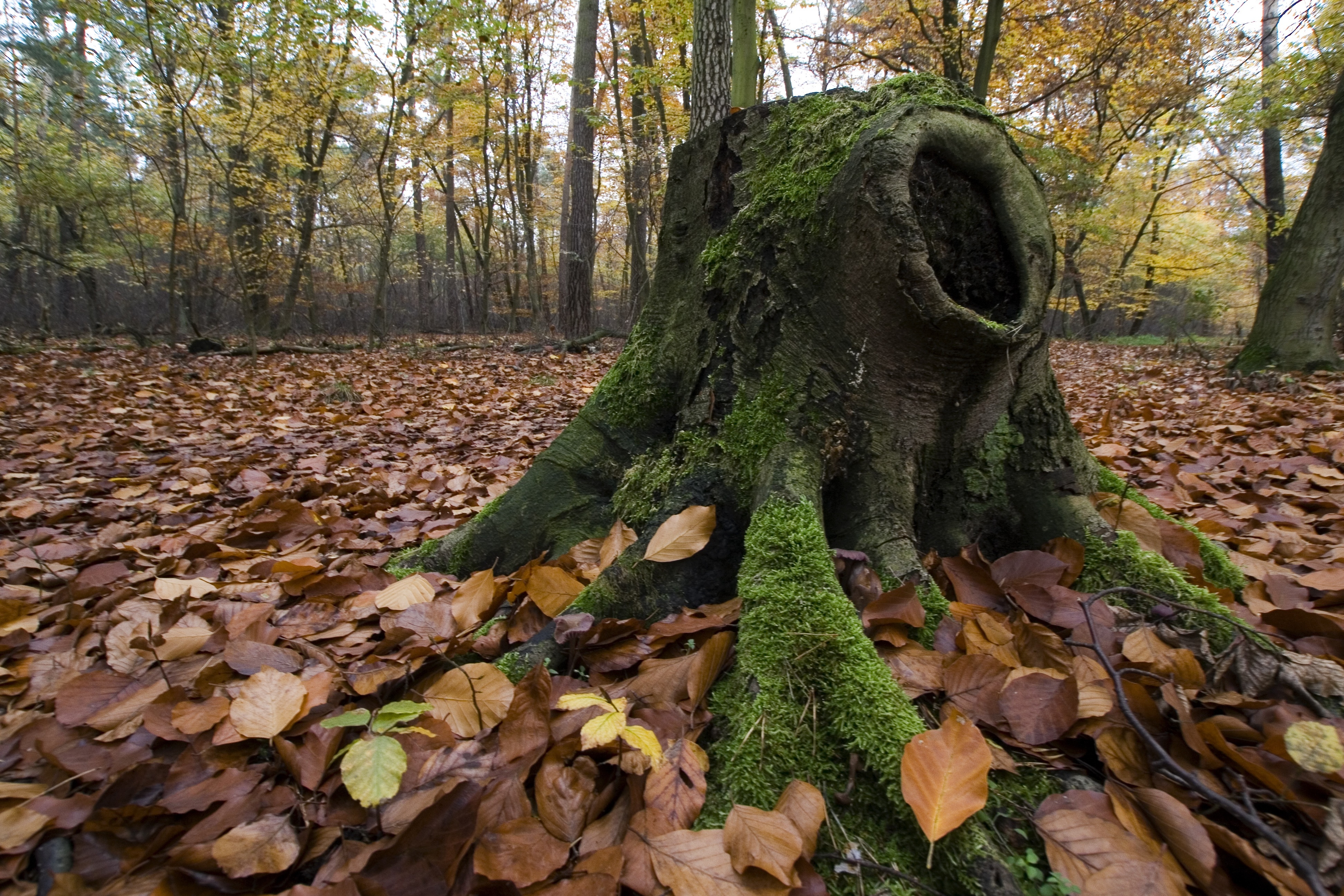 green moss tree trunk