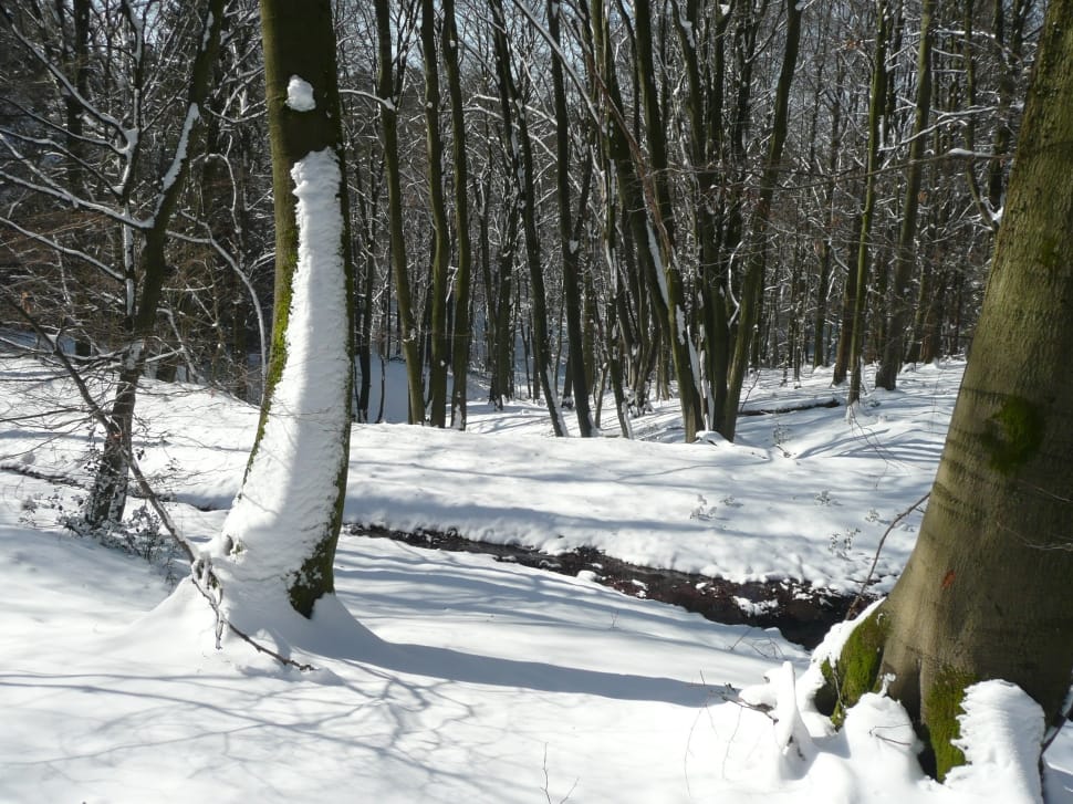 tall trees during winter season preview