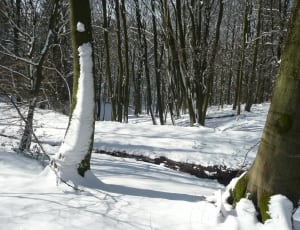 tall trees during winter season thumbnail