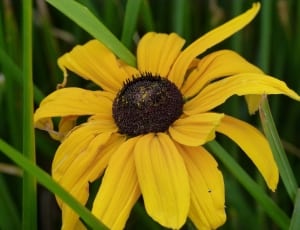 sun flower thumbnail
