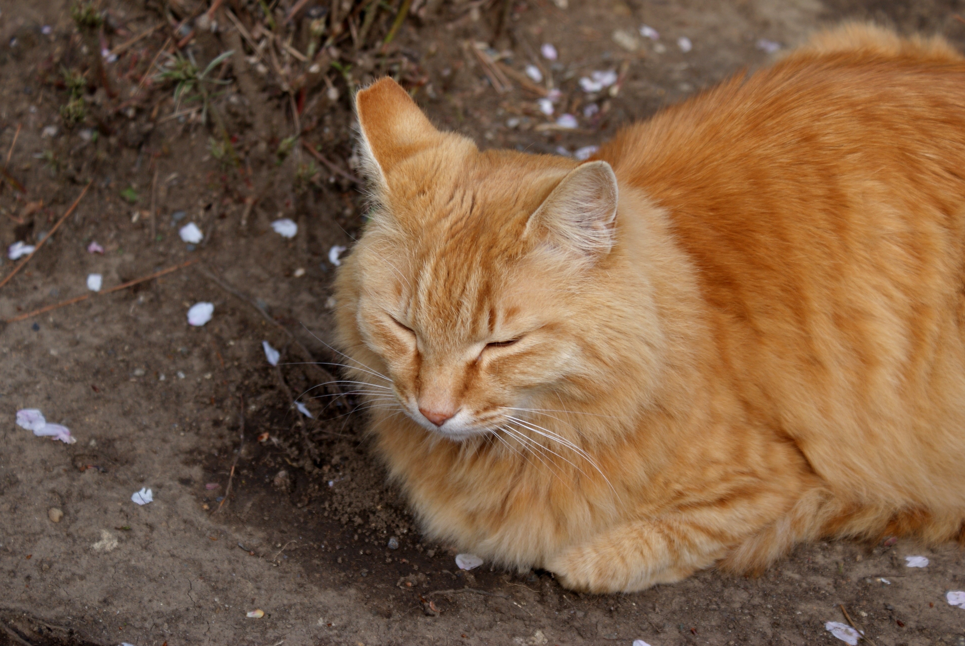 orange tabby cat