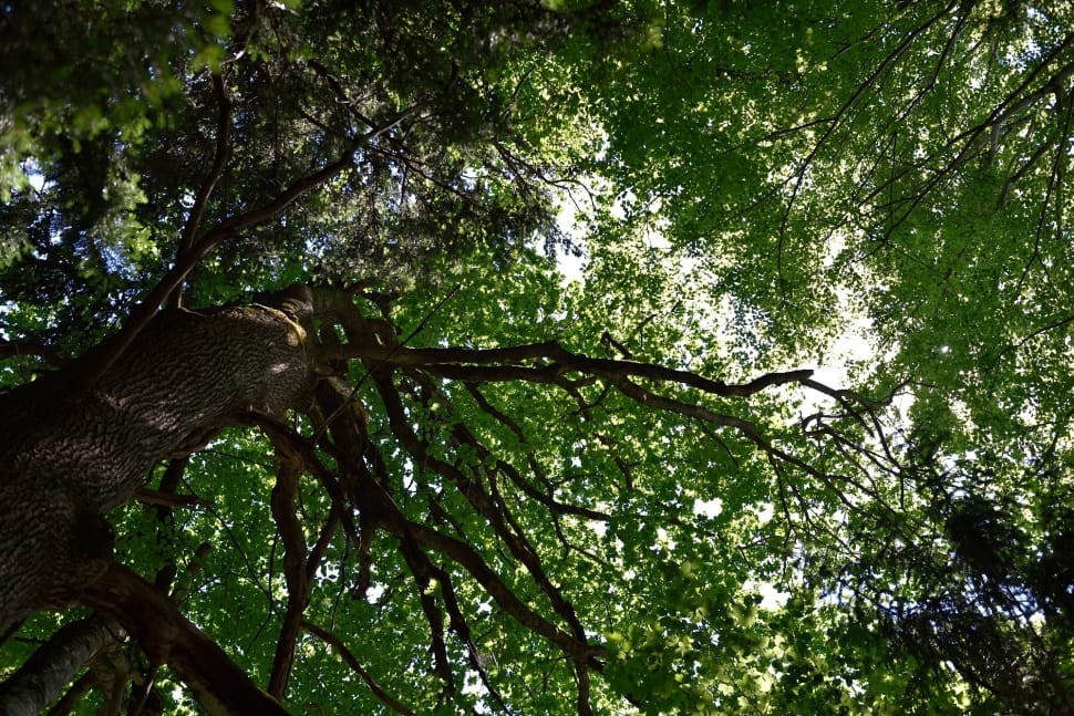 green and brown tree preview
