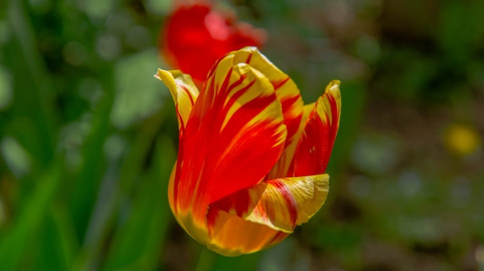 red and yellow petaled flower preview