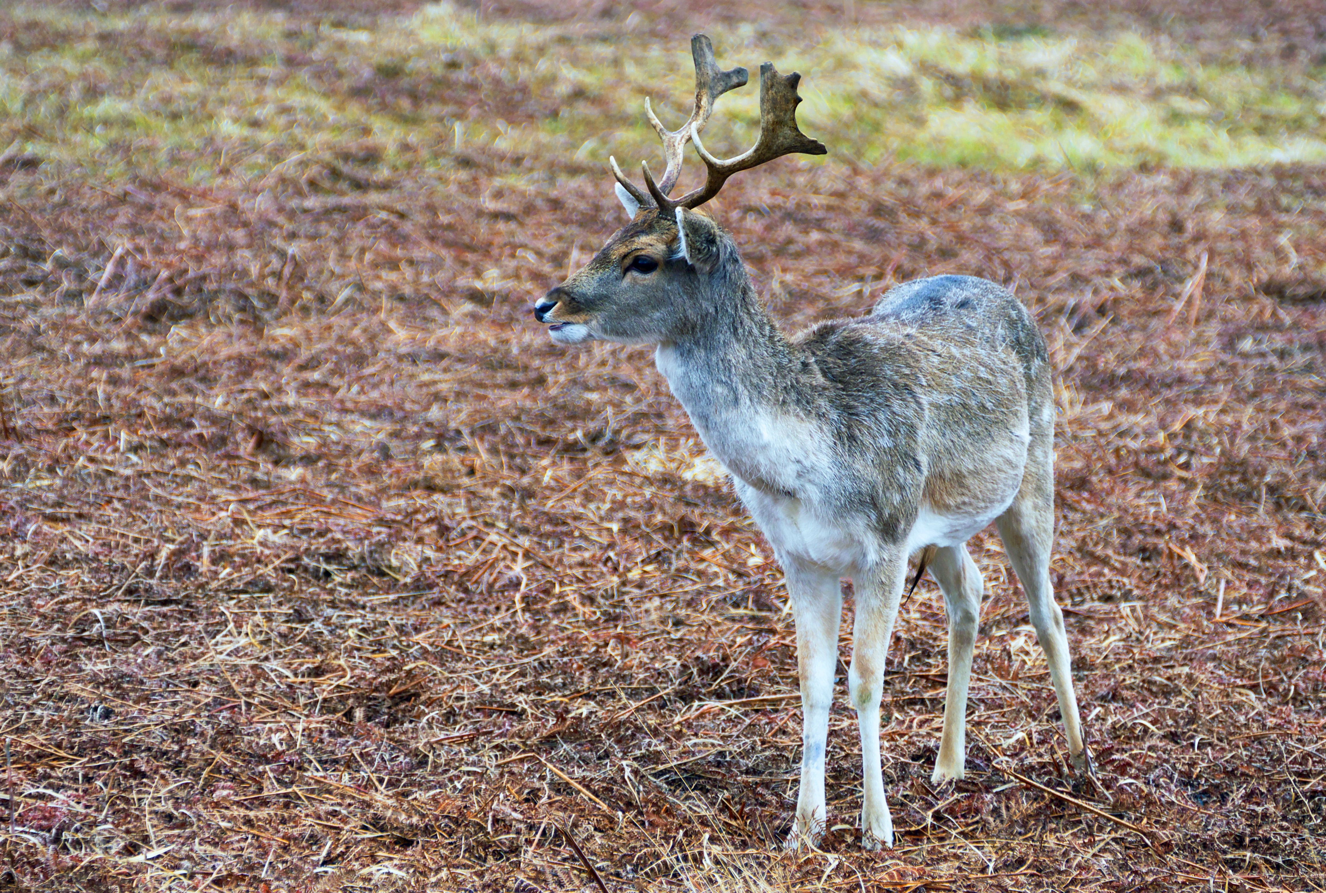 gray and white deer