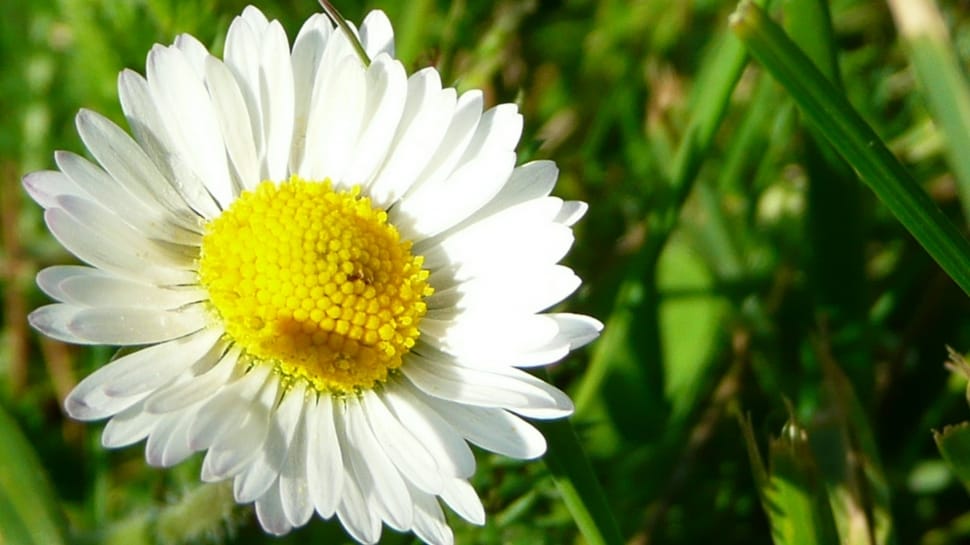 white and yellow flower preview