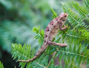 brown and pink chameleon on fern leaf closeup photography thumbnail