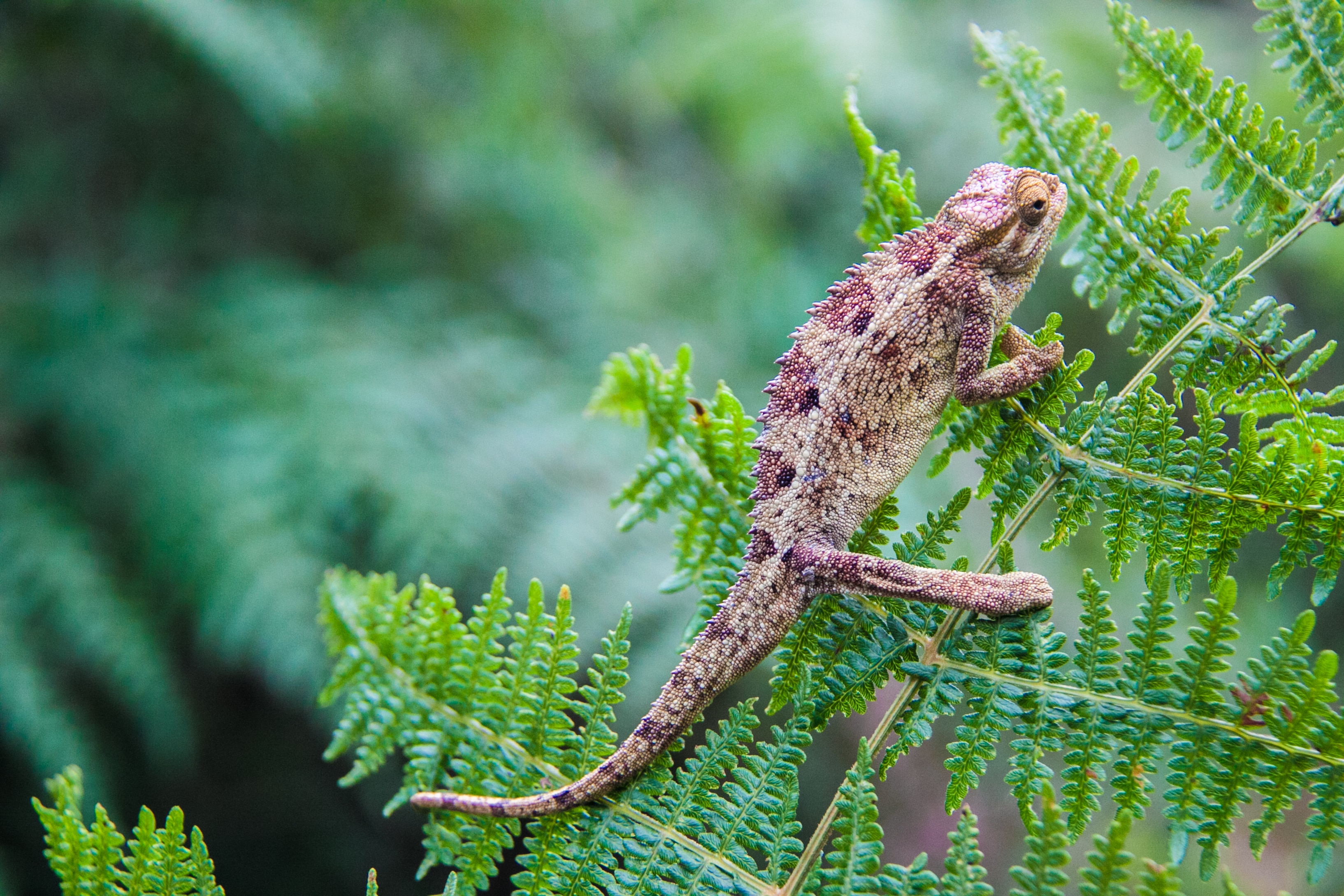 brown and pink chameleon on fern leaf closeup photography