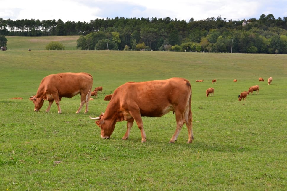 brown cows on green grass field preview